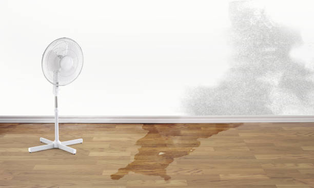 Best Flood damage cleanup  in Collinsville, CT